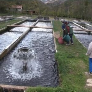 păstrăvării din România